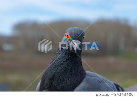 Muzzle of a dove looking straight ahead, close up Muzzle of a dove looking straight ahead, close up 84343406