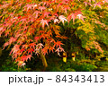 日本の紅葉 84343413