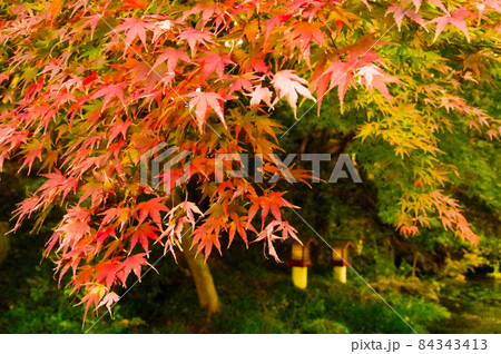 日本の紅葉 日本の紅葉 84343413