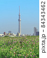 春の草花と荒川河川敷からみる東京スカイツリー 84343462