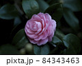 隠れるように咲くオトメツバキ 84343463