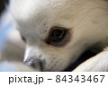 マクロレンズで撮った白いチワワのクローズアップ 84343467