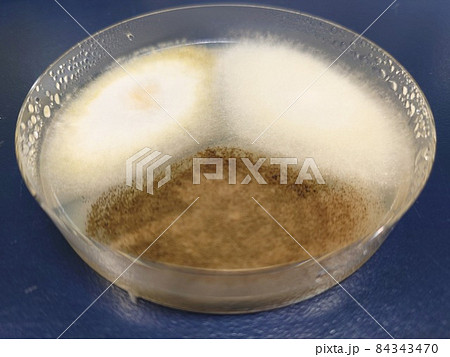 黒麹と黄色麹と白麹 84343470