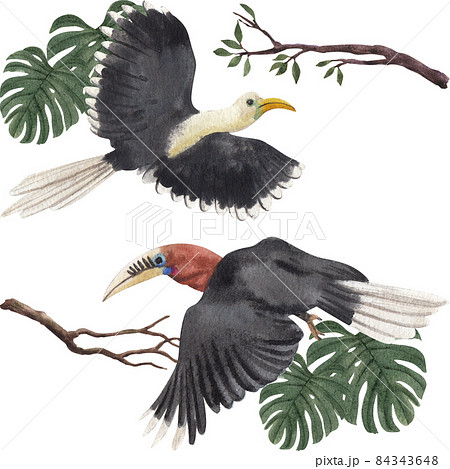 Hornbills Bird Watercolor Illustration Hornbills Bird Watercolor Illustration 84343648
