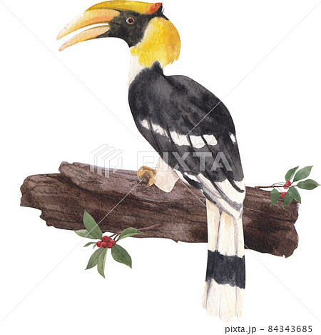 Hornbills Bird Watercolor Illustration Hornbills Bird Watercolor Illustration 84343685