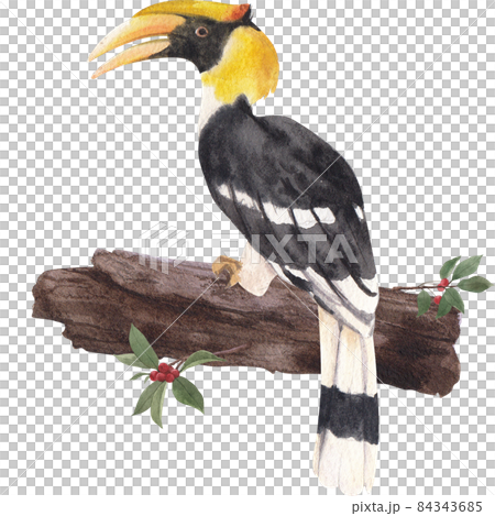 Hornbills Bird Watercolor Illustration Hornbills Bird Watercolor Illustration 84343685