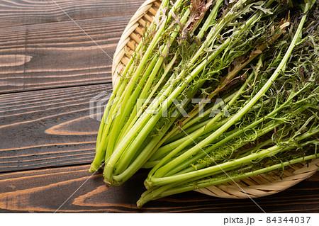 紫からし水菜 紫からし水菜 84344037