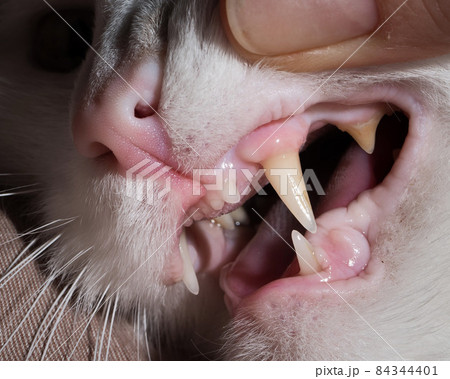 Close-up of feline fangs. A woman checks the teeth of a pet. Close-up of feline fangs. A woman checks the teeth of a pet. 84344401