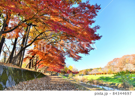 都立 武蔵野公園(東京都府中市)【2021.11】 84344697
