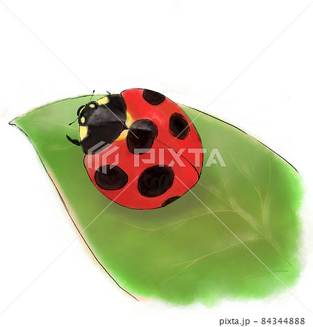 葉っぱにとまるてんとう虫のイラスト素材 [84344888] - PIXTA