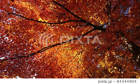 地蔵峠頂上付近の紅葉 84344904