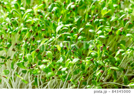 Alfalfa microgreens close up. Fresh and young lucerne seedlings, Medicago sativa, in sunlight. Green shoots, young plants and sprouts. Legume, used as forage crop, as a garnish or as a leaf vegetable. 84345000