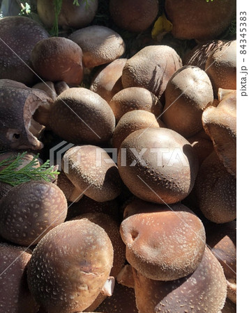 しいたけ　シイタケ　椎茸　SHIITAKE・・・t t t t  84345383