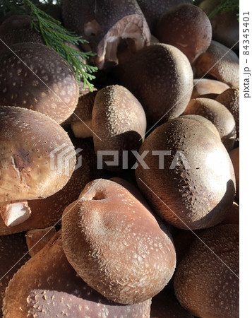 しいたけ　シイタケ　椎茸　SHIITAKE・・・t t t t  84345401
