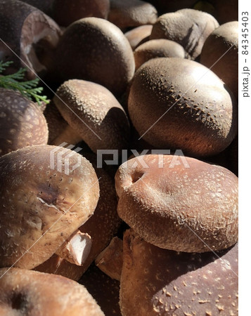 しいたけ シイタケ 椎茸 SHIITAKE・・・t t t t しいたけ シイタケ 椎茸 SHIITAKE・・・t t t t 84345403