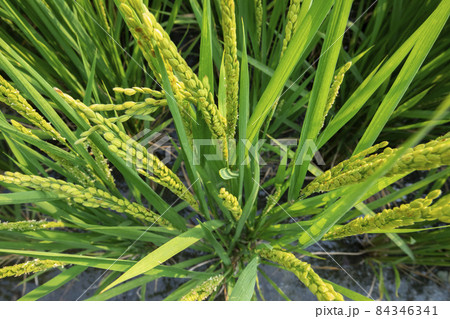 台湾 台中市 台中 84346341