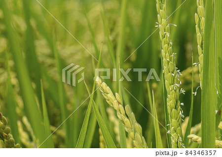 台湾 台中市 台中 84346357