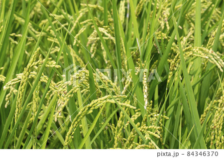 台湾 台中市 台中 84346370