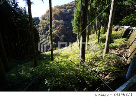 群馬県　桐生市　桐生川上流　林道三境線にあるミツマタの群生地 84346871