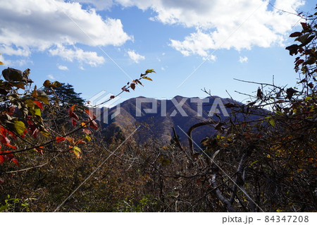 群馬県 桐生市 桐生川上流から草木湖を結ぶ林道三境線の、みどり市側の林道の紅葉 群馬県 桐生市 桐生川上流から草木湖を結ぶ林道三境線の、みどり市側の林道の紅葉 84347208