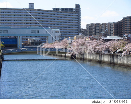 春の城北川の桜 春の城北川の桜 84348441