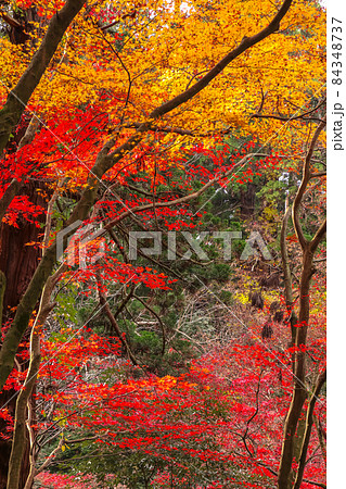 加茂山公園の紅葉 84348737