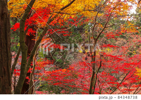 加茂山公園の紅葉 84348738