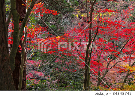 加茂山公園の紅葉 加茂山公園の紅葉 84348745