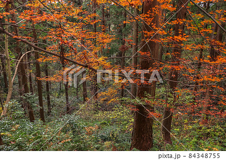 加茂山公園の紅葉 加茂山公園の紅葉 84348755
