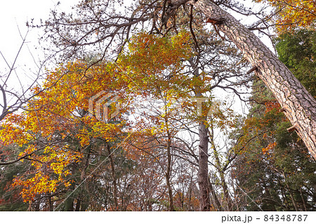 加茂山公園の紅葉　三鈷の松 84348787