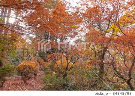 加茂山公園の紅葉 加茂山公園の紅葉 84348793