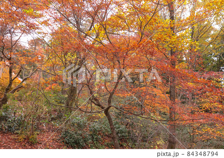 加茂山公園の紅葉 加茂山公園の紅葉 84348794