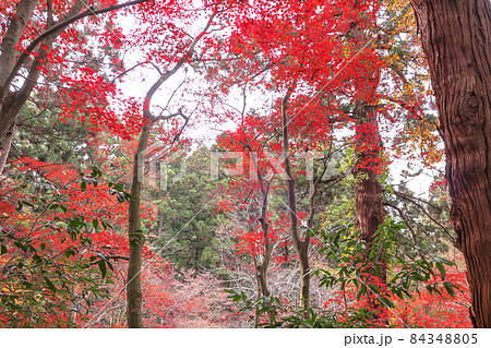 加茂山公園の紅葉 加茂山公園の紅葉 84348805