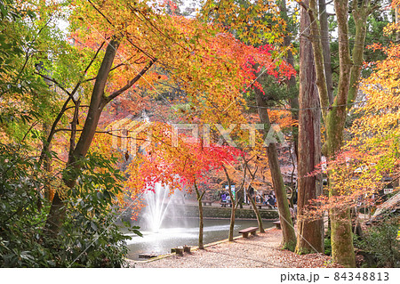 加茂山公園の紅葉 加茂山公園の紅葉 84348813