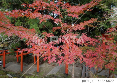 出石城跡の紅葉 84348877