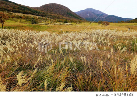 由布岳登山口の秋の風景（ススキ） 84349338