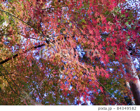 紅葉　もみじ 84349582