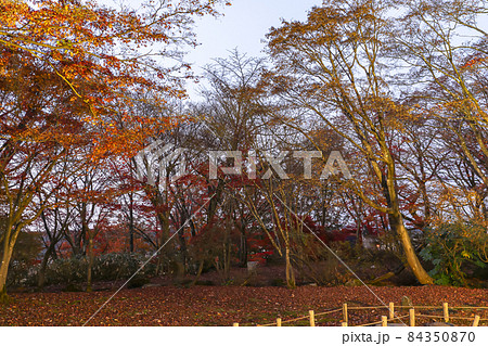 【新潟三大紅葉ライトアップ】　長岡市越路 もみじ園 84350870