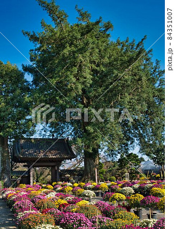 境内いっぱいのざる菊 84351007