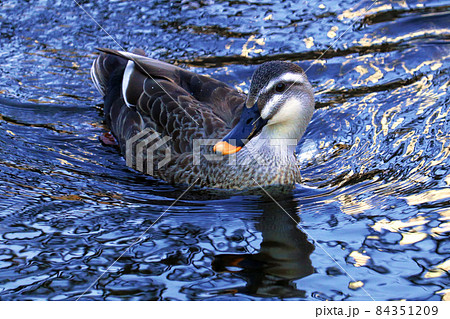 池で泳ぐ1羽のカルガモ 84351209