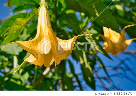 らっぱのような黄色い花 らっぱのような黄色い花 84351376