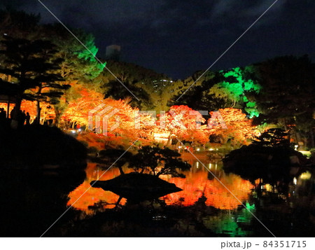 広島縮景園　もみじまつりライトアップ 84351715