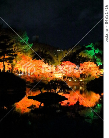 広島縮景園　もみじまつりライトアップ 84351716