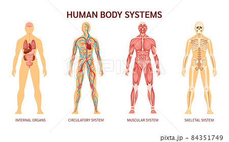Human body system. Human body skeleton, muscular system, system of blood vessels with arteries, veins. Human body internal organs heart, liver, brain, kidneys, lungs, stomach spleen pancreas 84351749