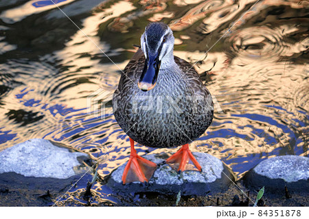 池の畔の石の上に立つ1羽のカルガモを正面から撮影 84351878