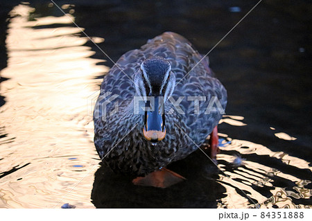 池の浅瀬に立つ1羽のカルガモを正面から撮影 84351888