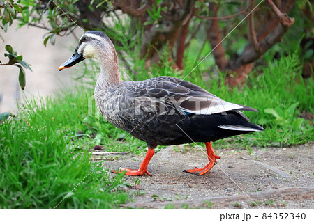 公園の歩道を歩いて横切る1羽のカルガモを真横から撮影 84352340
