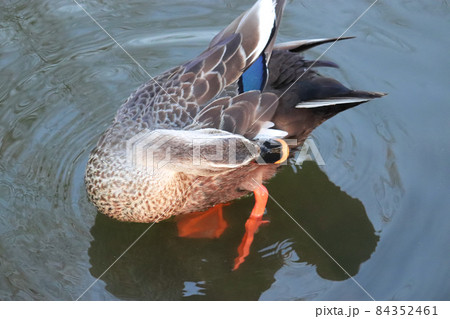 池の浅瀬で毛繕いする1羽のカルガモを上から撮影 84352461