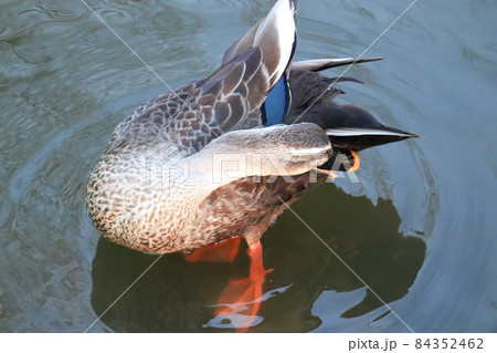池の浅瀬で毛繕いする1羽のカルガモを上から撮影 84352462