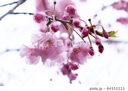 雨に濡れて透明感のある桜の花 雨に濡れて透明感のある桜の花 84353223